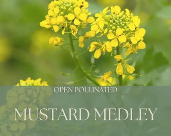 Heirloom Mustard Seed Mix: Yellow, Brown & Black Seeds