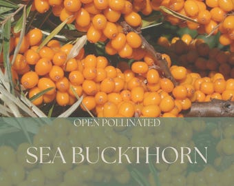 Sea Buckthorn Seeds - Minimum 20 Seeds For Planting