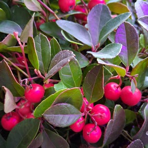 Peut inclure: Gros plan d'une plante avec des baies rouges vives et des feuilles vertes. Les baies sont rondes et brillantes, regroupées parmi le feuillage. Les feuilles présentent un mélange de nuances vertes et violettes, créant un contraste visuel. Les tiges de la plante sont rougeâtres.