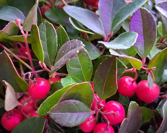 Wintergreen Seeds - Minimum 30 Seeds For Planting