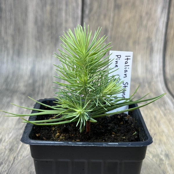 Italian Stone Pine, Pines pinea, Live Plant, Bonsai Starter in 3in Pot, 6.7in Bonsai Pot Addition Available