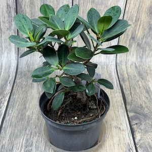 May include: A small, potted bonsai tree with glossy, dark green leaves. The plant is in a black plastic pot with a clear plastic saucer. The background is a wooden surface.