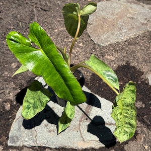 May include: A potted plant with large, vibrant green leaves with yellow variegation. The plant sits on a gray stone, with the sun casting shadows. The leaves have a glossy texture, and the plant appears healthy and well-cared for.