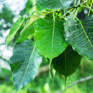 Bodhi Tree / Sacred Fig - Ficus religiosa Seed Packet (~50 Seeds) With Germination Instructions