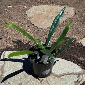 Blue Oil Fern, Microsorum thailandicum in 4in Nursery Pot - Pick Your Plant (C, D, E)