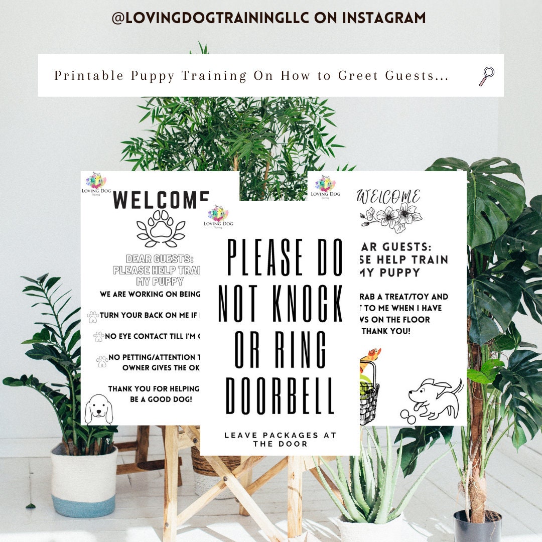 Why Does My Dog Greet Me With A Toy