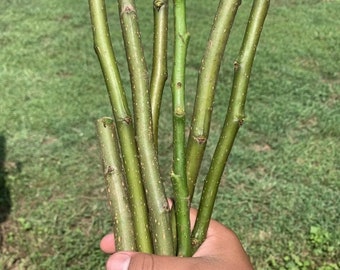 5+ Pear tree cuttings -FRESH- From fruiting tree/ Organic 10in long each