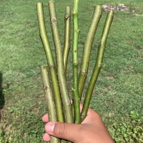 5 Pear Tree Cuttings FRESH From Fruiting Tree/ Organic 10in Etsy