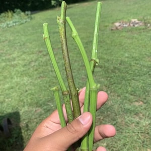 5 Fig Tree cuttings FRESH FROM Fruiting tree 8 in each cutting