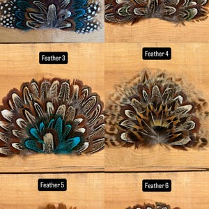 May include: A collection of six decorative feather arrangements, each labeled with a number. The feathers display a variety of colors, including brown, teal, and white, arranged in a fan-like shape. The background is a light brown wooden surface.