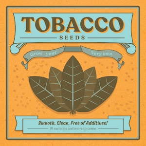 Bafra Tobacco Seeds for Planting - ~1,500 Non-GMO Heirloom Tobacco Seeds - Nicotiana tabacum - Farm & Garden Seeds