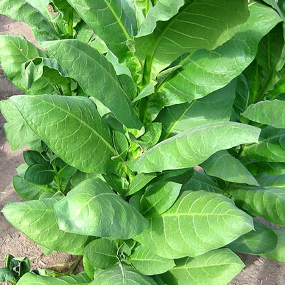Buy Izmir Ozbas Tobacco Seeds for Planting - ~100 Non-gmo Heirloom Tobacco  Seeds - Nicotiana Tabacum - Farm & Garden Seeds Online in India