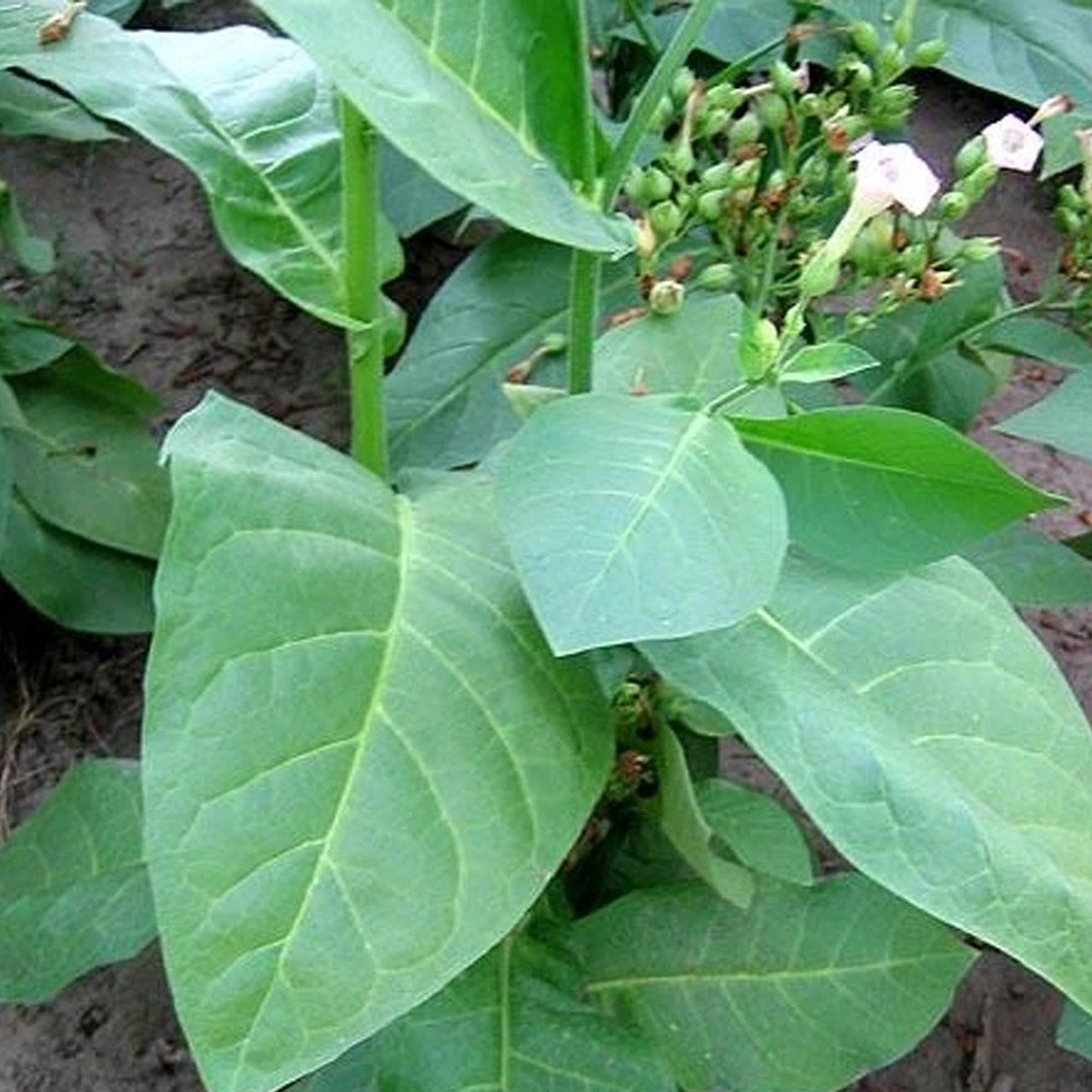 Ahus Tobacco Seeds for Planting 100 Nongmo Heirloom Tobacco Farm
