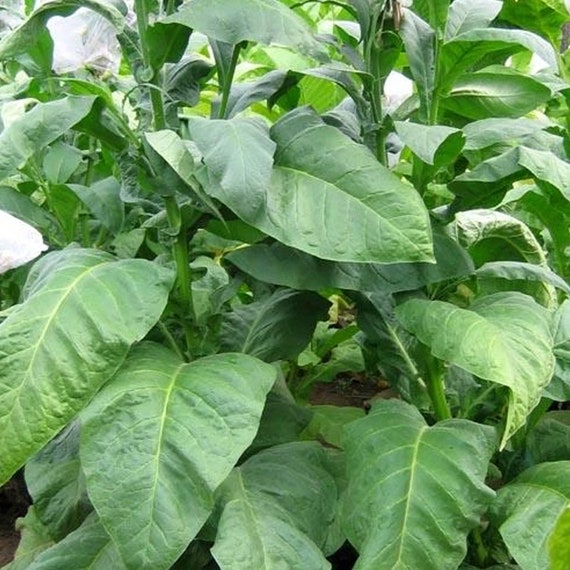 non gmo tobacco seeds Indian Black Tobacco Seeds for Planting - ~100 Non-gmo Heirloom Tobacco  Seeds - Nicotiana Tabacum - Farm & Garden Seeds