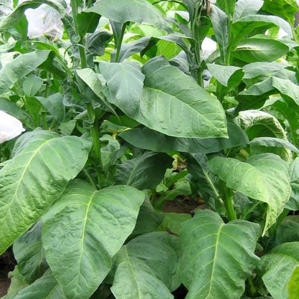 Indian Black Tobacco Seeds for Planting - ~100 Non-GMO Heirloom Tobacco Seeds - Nicotiana tabacum - Farm & Garden Seeds