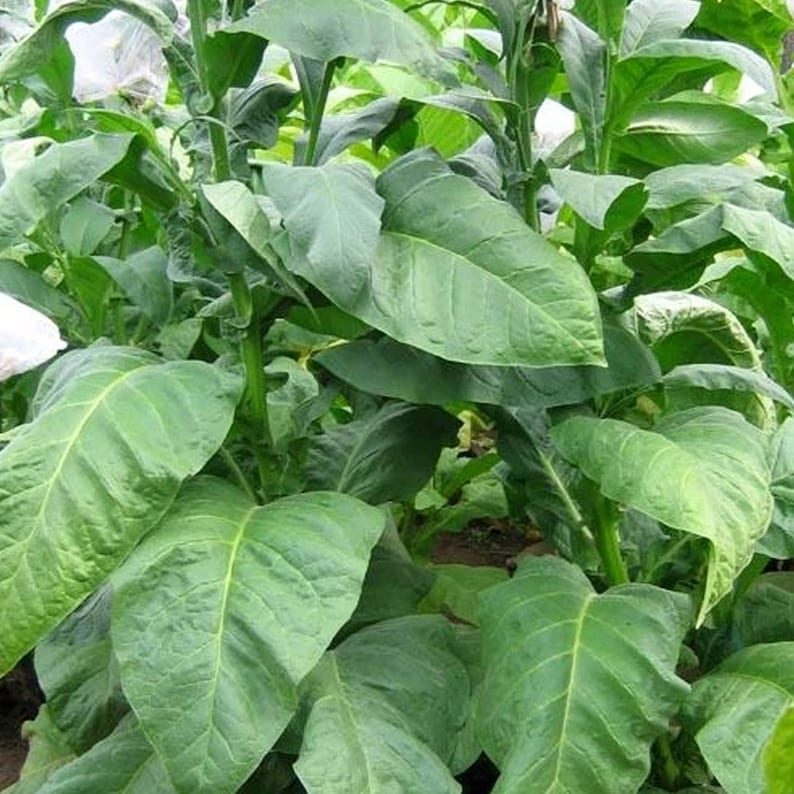 Indian Black Tobacco Seeds for Planting 100 Nongmo Heirloom Tobacco