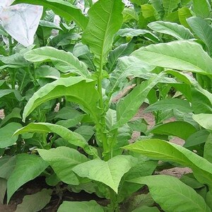 Madole Tobacco Seeds for Planting - ~100 Non-GMO Heirloom Tobacco Seeds - Nicotiana tabacum