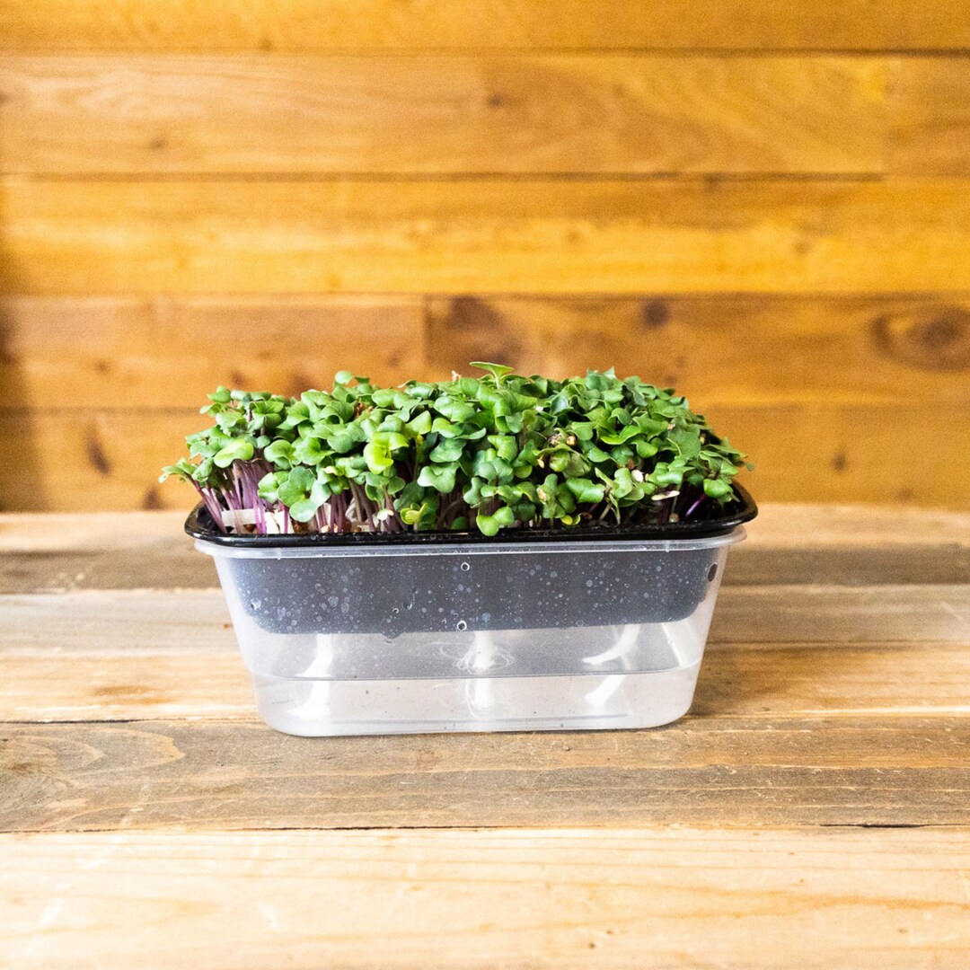 5 Pack Durable Selfwatering Microgreens Growing Trays Etsy