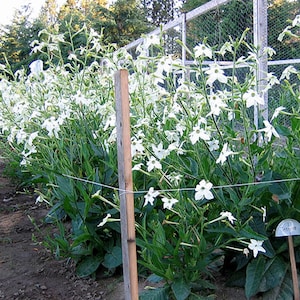 Jasmine Tobacco Flower Seeds for Planting - 100 Non-GMO Heirloom Tobacco & Flower Seeds - Nicotiana tabacum