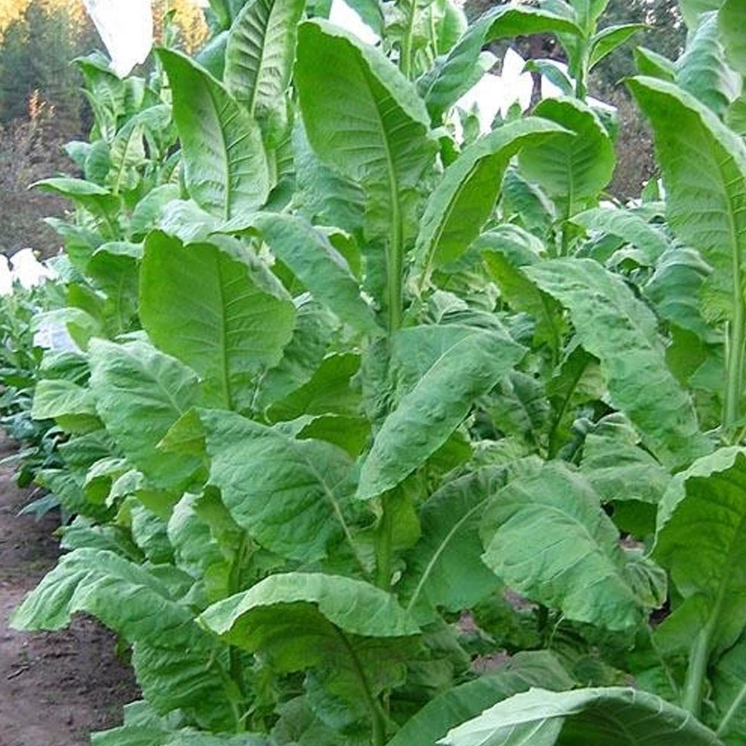 Florida 17 Tobacco Seeds for Planting 1500 Nongmo Heirloom Tobacco