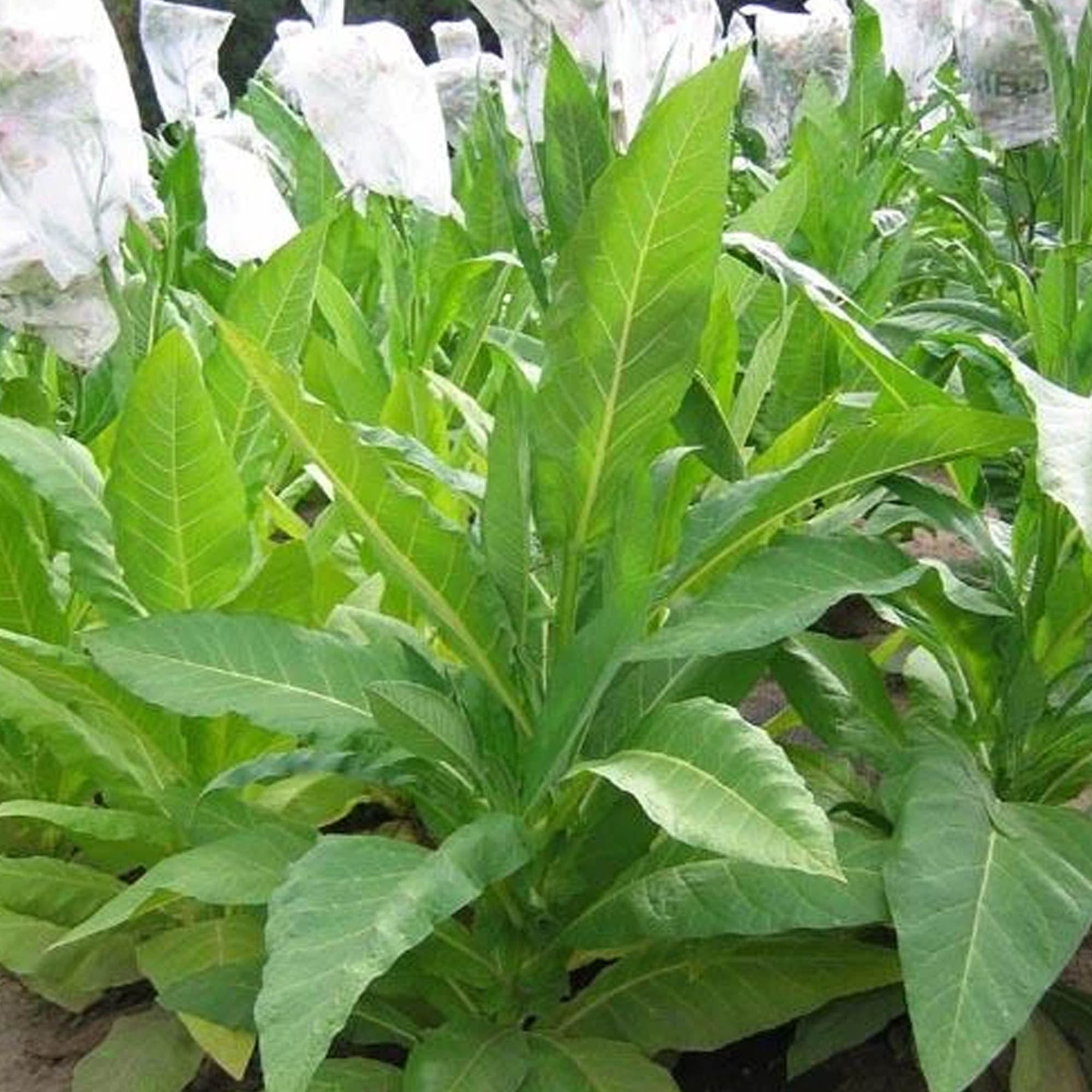 twisted tobacco leaves Traditional Native American Twists Tobacco Twist Stock Photos -