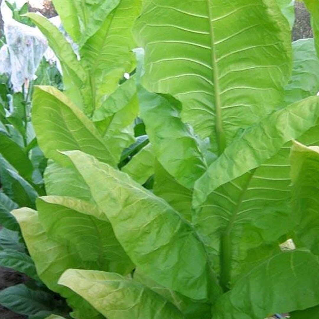 Burley 64 Tobacco Seeds for Planting 1500 Nongmo Heirloom Tobacco Seeds Nicotiana Tabacum Farm