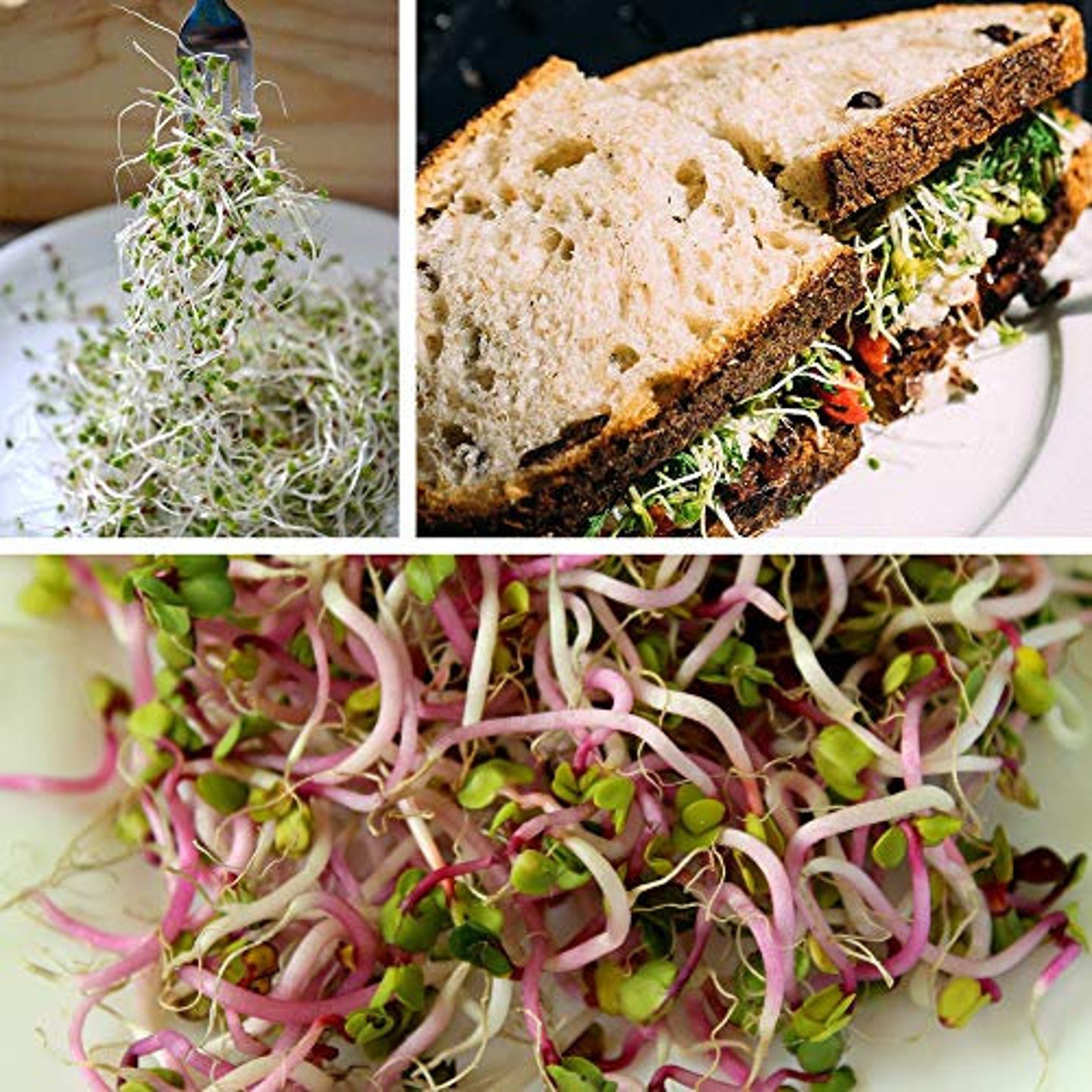 Organic Broccoli Sprout Growing Kit Includes 316 Stainless Steel