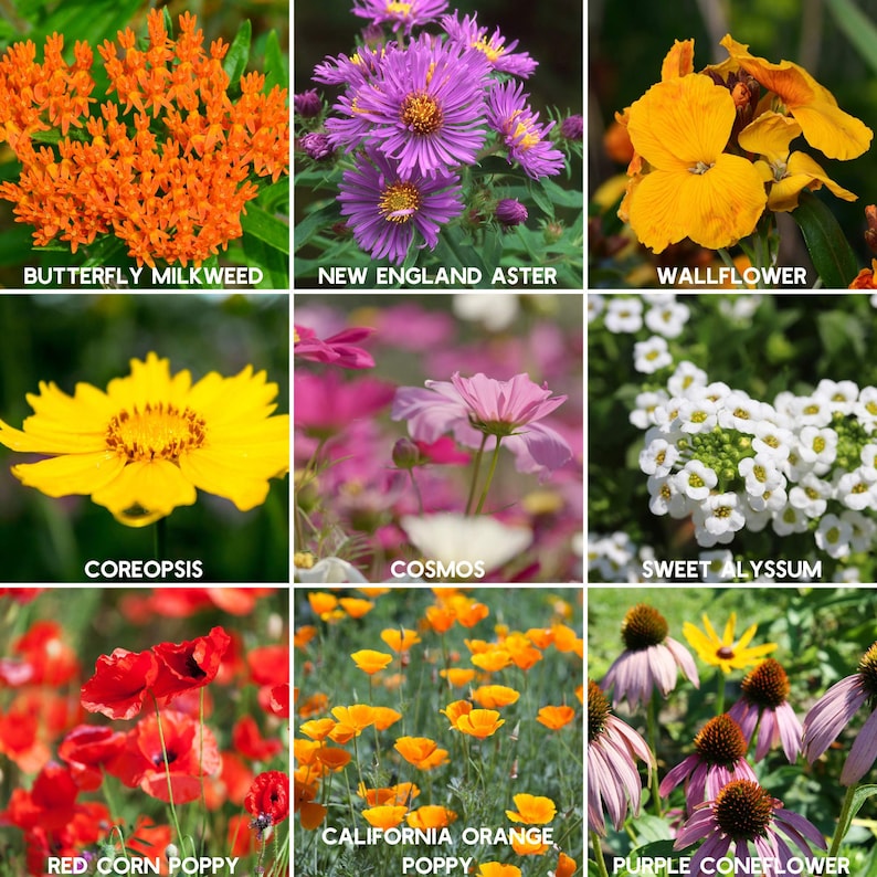 May include: A collage of nine images showcasing different types of flowers, including butterfly milkweed, New England aster, wallflower, coreopsis, cosmos, sweet alyssum, red corn poppy, California orange poppy, and purple coneflower.