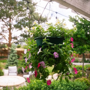 May include: A hanging planter filled with pink and white flowers. The planter is green and has a decorative design. The flowers are hanging over the edge of the planter and are in full bloom.