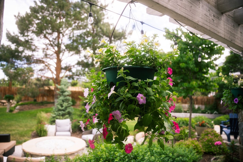 May include: A hanging planter filled with pink and white flowers. The planter is green and has a decorative design. The flowers are hanging over the edge of the planter and are in full bloom.