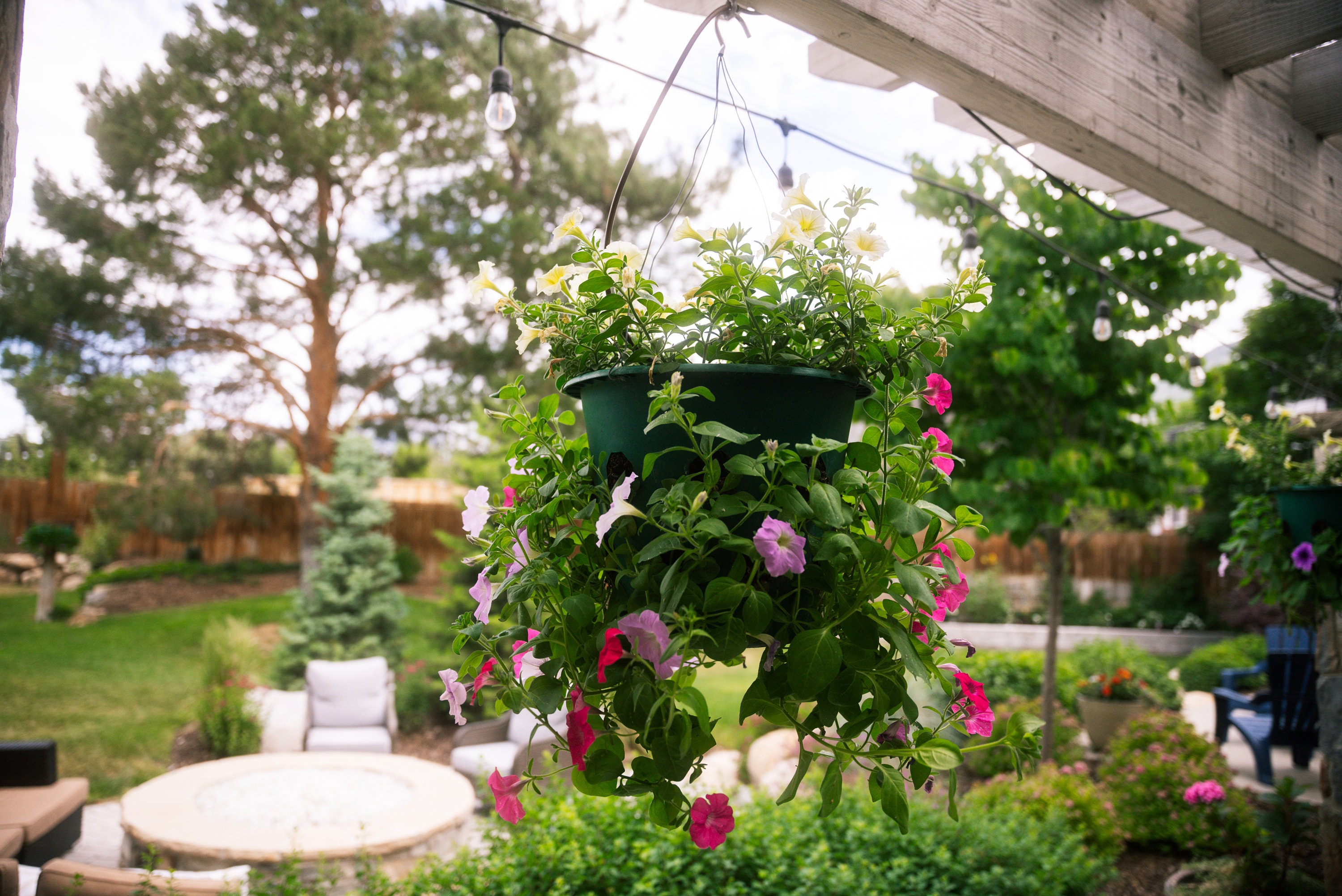 Bloom Master Water Retention Hanging Basket Kits 2 Gallon Etsy