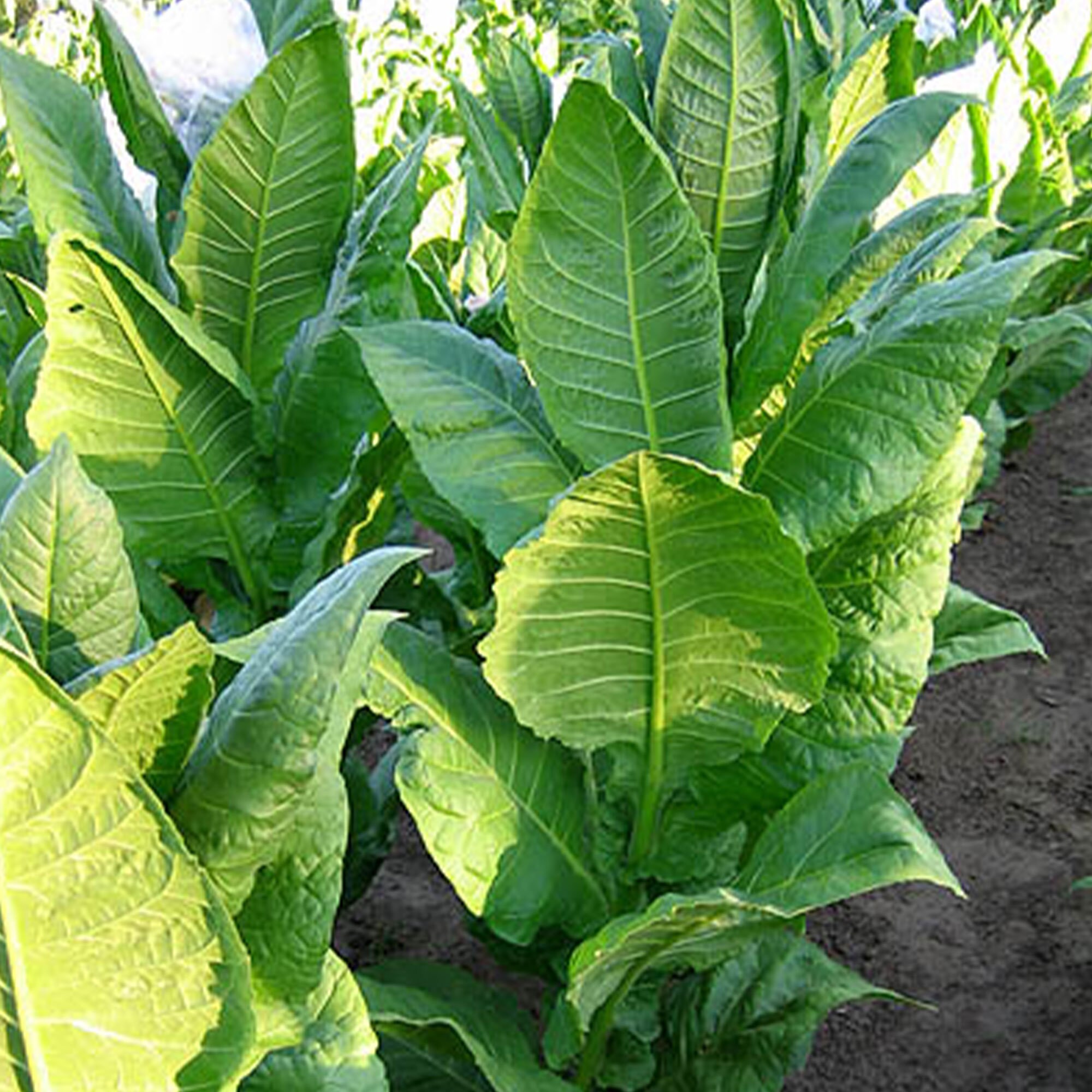 nebraska tobacco license I Want to Quit Tobacco