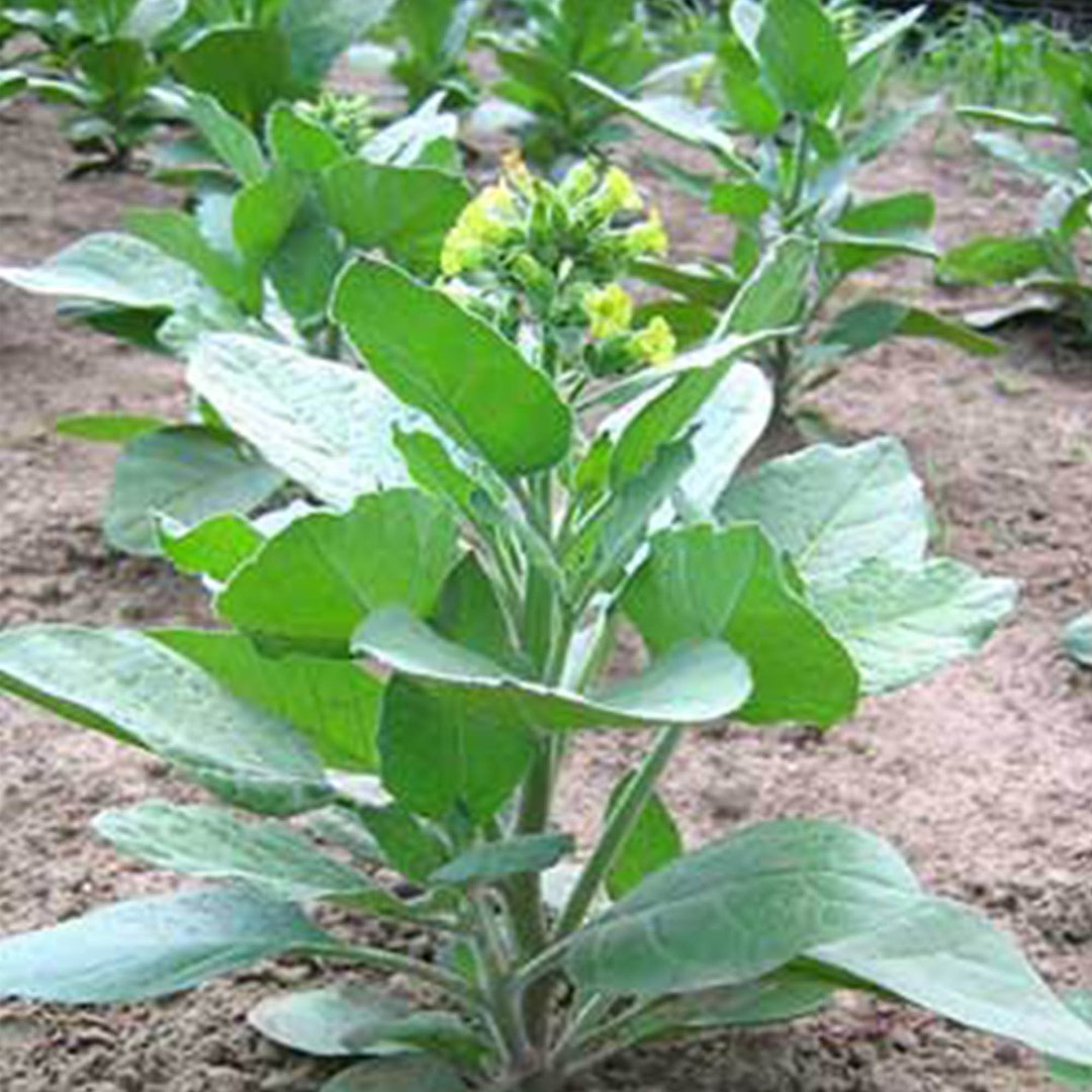 tobacco test How to Pass a Tobacco Test: 6 Easy-to-Follow Steps tobacco test How to Pass a Tobacco Test: 6 Easy-to-Follow Steps