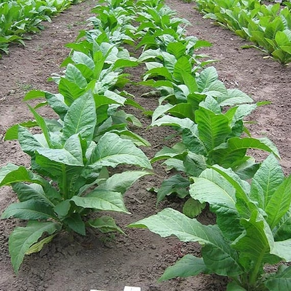 gold leaf tobacco seeds Gold Leaf 939 Tobacco Seeds for Planting - ~1500 Non-gmo Heirloom Tobacco  Seeds - Nicotiana Tabacum - Farm & Garden Seeds