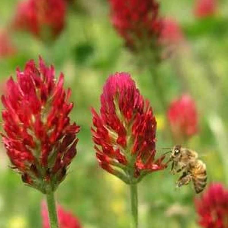 Crimson Clover Seeds – 1/4 Lb ~11,600 Seeds – Legume Cover Crop For Gardens