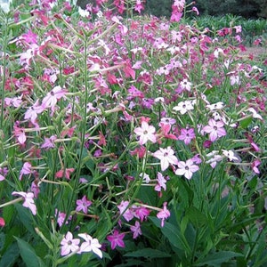 Affinis Tobacco Seeds for Planting - ~1,500 Non-GMO Heirloom Tobacco Seeds - Nicotiana affinis
