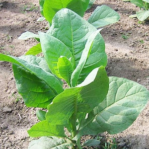 May include: A close-up of a tobacco plant with large, green leaves growing in a field.
