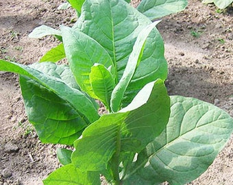can you grow tobacco in florida Big Cuban Florida Sumatra Tobacco Seeds for