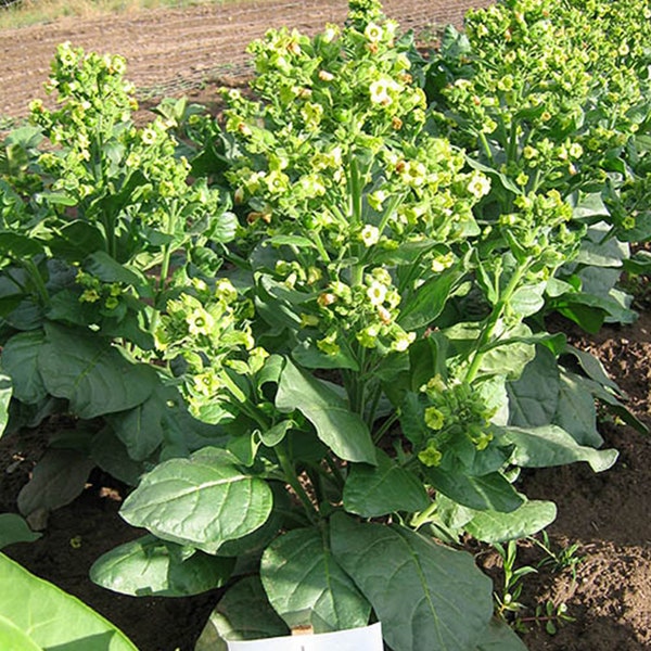 Sacred Wyandot Tobacco Seeds for Planting - ~100 Non-GMO Heirloom Tobacco Seeds - Nicotiana tabacum