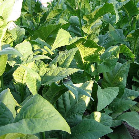 non gmo tobacco seeds Cherry Red Tobacco Seeds for Planting - ~1500 Non-gmo Heirloom Tobacco Seeds  - Nicotiana Tabacum - Farm & Garden Seeds