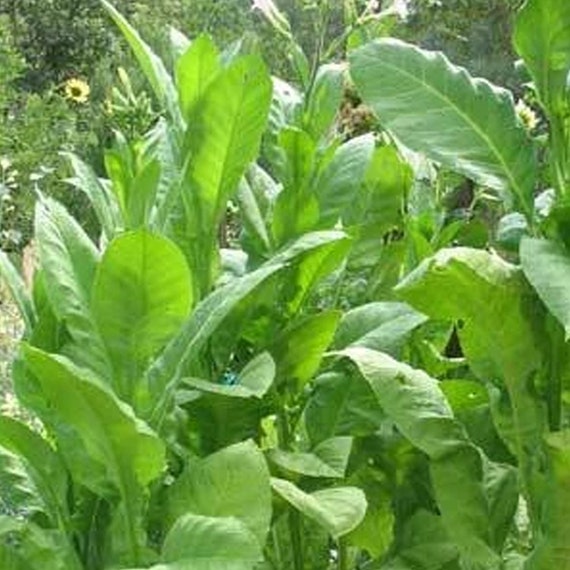bag tobacco online Good Stuff Menthol Pipe Tobacco at Smoker's Outlet Online