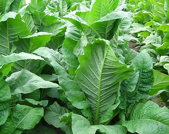 MD 609 Tobacco Seeds for Planting - ~10,000 Non-GMO Heirloom Tobacco Seeds - Nicotiana tabacum