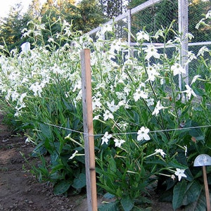 Jasmine Tobacco Seeds for Planting - 1,500 Bulk Non-GMO Heirloom Tobacco Seeds - Nicotiana tabacum