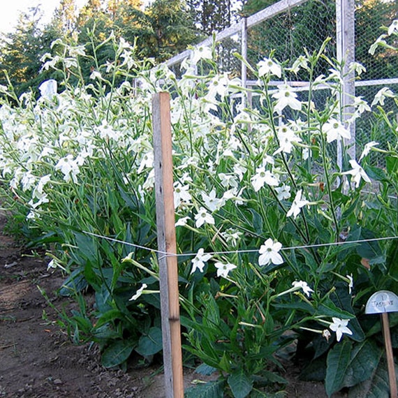 Jasmine Tobacco Seeds for Planting - 1,500 Bulk Non-GMO Heirloom Tobacco  Seeds