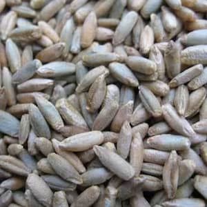 No-Till Winter Rye Seeds - 5 Lbs - Non-GMO Rye Grain Cover Crop Seeds