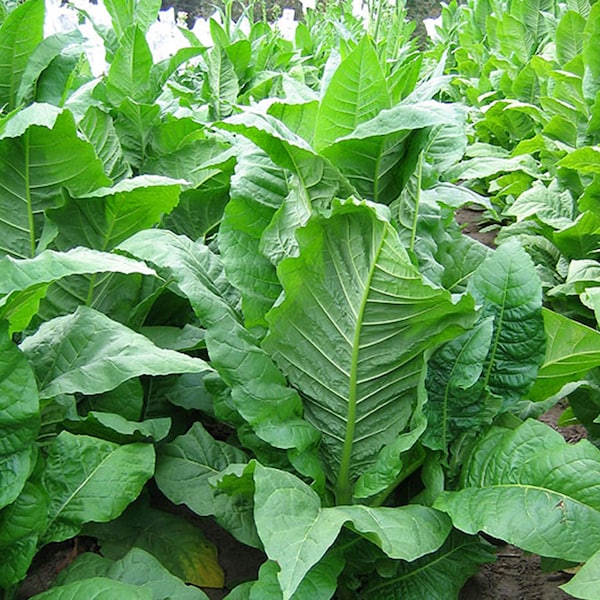 MD 609 Tobacco Seeds for Planting - ~100 Non-GMO Heirloom Tobacco Seeds - Nicotiana tabacum