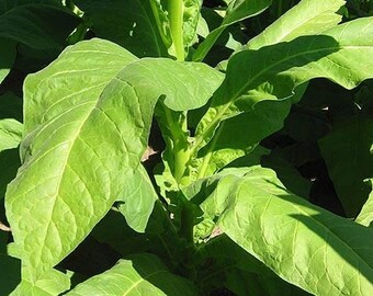 black sea samsun tobacco Turkish 1000 Black Sea Samsun Tobacco