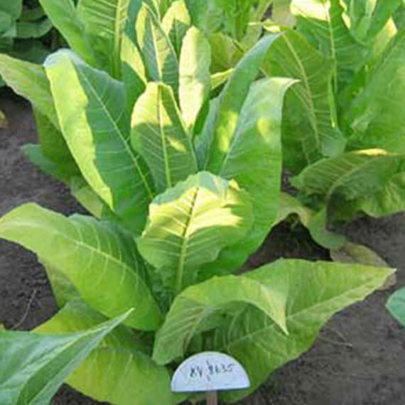KY 8635 Tobacco Seeds for Planting - ~100 Non-gmo Heirloom Tobacco Seeds -  Nicotiana Tabacum - Farm & Garden Seeds