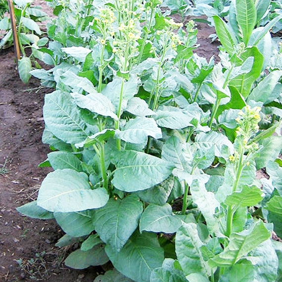 health benefits of tobacco leaves How To Grow Tobacco from Seed health benefits of tobacco leaves How To Grow Tobacco from Seed