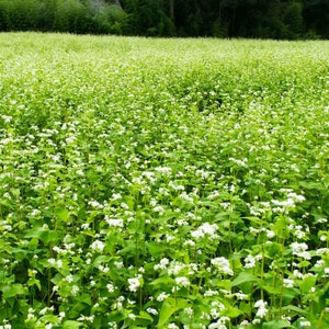 Buckwheat Seeds - 1 Lb ~15,000 Seeds - Organic, Non-GMO, Whole (Shell On) - Grow Buck Wheat Cover Crop, Lettuce